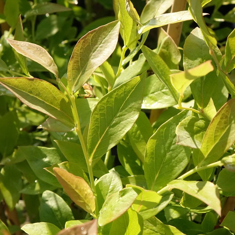 Myrtillier Blue Roma (Foliage)
