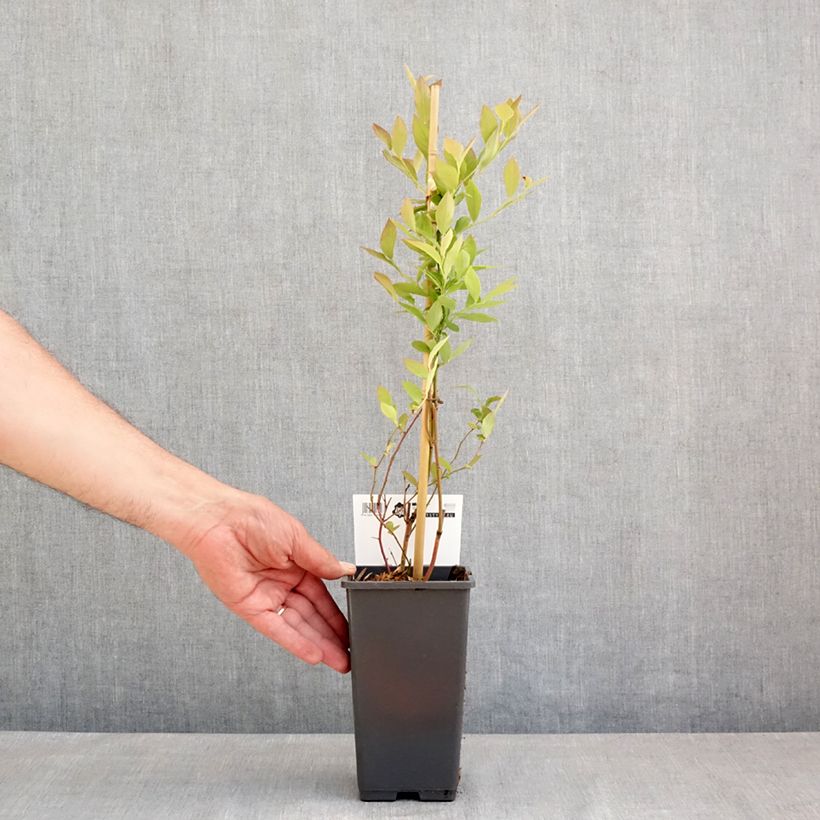 Example of Myrtillier Blue Roma Pot de 3L/4L, Touffe as you get in printemps