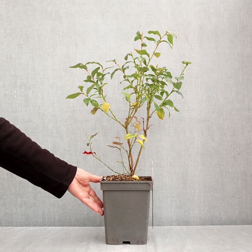 Spécimen de Myrtillier Blue Roma Pot de 3L/4L, Touffe tel que livré en automne
