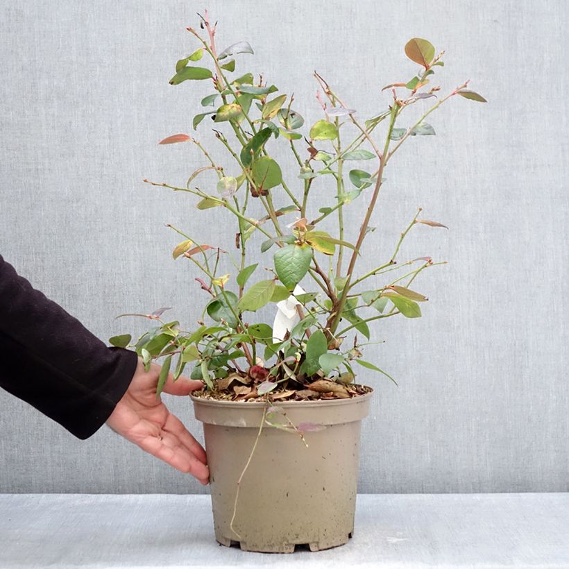 Spécimen de Myrtillier Blue Suede Pot de 4L/5L, Buisson tel que livré en hiver