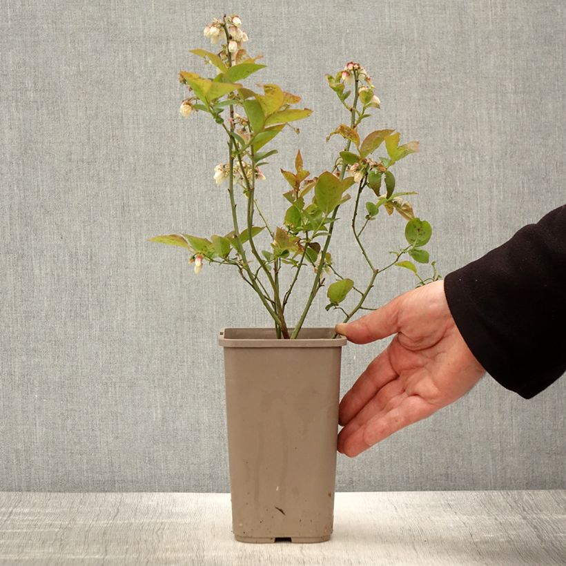 Example of Myrtillier Blues Brothers - Vaccinium corymbosum Pot de 1,5L/2L as you get in printemps