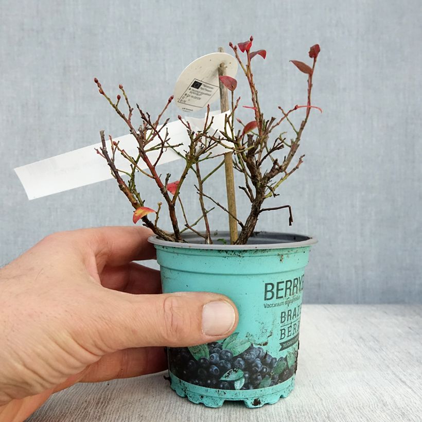 Spécimen de Myrtillier Brazelberry Berrybux - Vaccinum angustifolium Pot de 10 cm/11cm tel que livré en automne