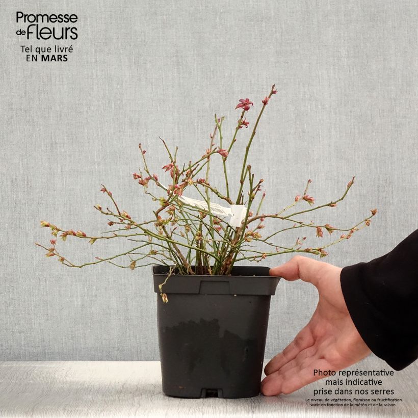 Example of Myrtillier Cabernet Splash Pot de 2L/3L, Buisson as you get in printemps