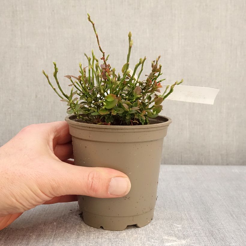 Example of Myrtillier commun Pot de 12 cm / 13 cm, Buisson as you get in hiver