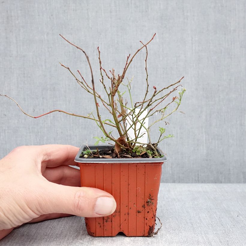 Example of Myrtillier d’Amérique Elliott - Vaccinium corymbosum Godet de 8/9 cm, Buisson as you get in hiver