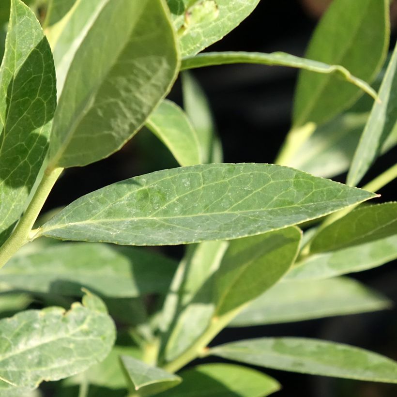 Myrtillier d’Amérique Elliott - Vaccinium corymbosum (Foliage)
