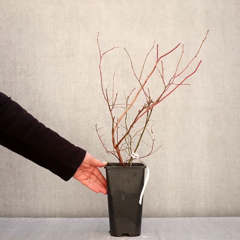 Example of Myrtillier d’Amérique Elliott - Vaccinium corymbosum Pot de 2L/3L, Touffe as you get in hiver