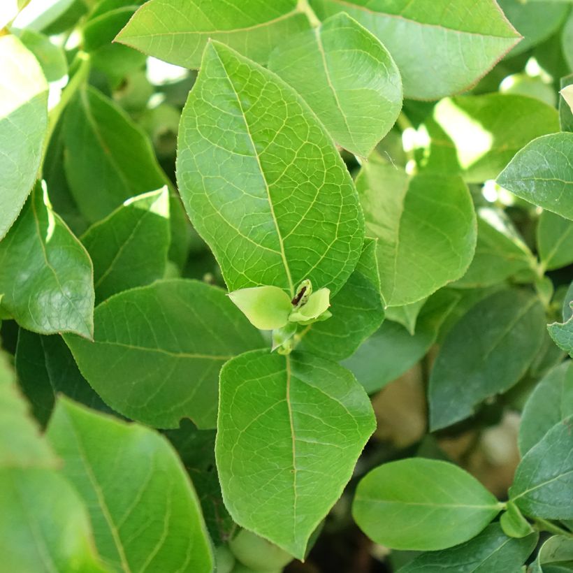 Myrtillier d’Amérique Patriot Bio (Foliage)