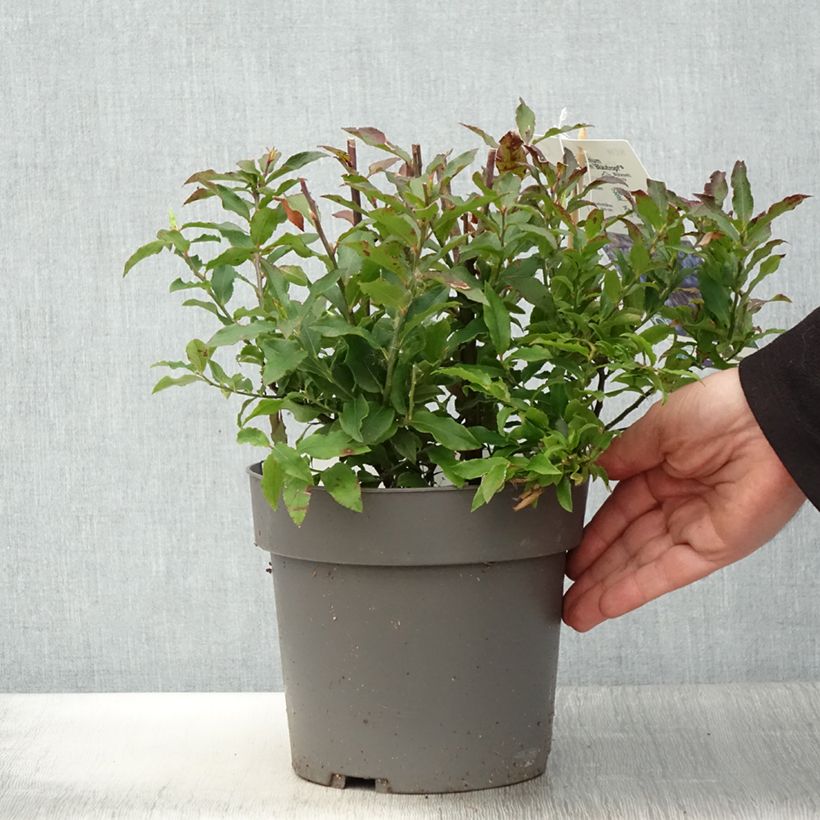 Example of Myrtillier Goutte Bleue® (Blautropf) - Vaccinum cylindraceum Pot de 1,5L/2L, Touffe as you get in printemps