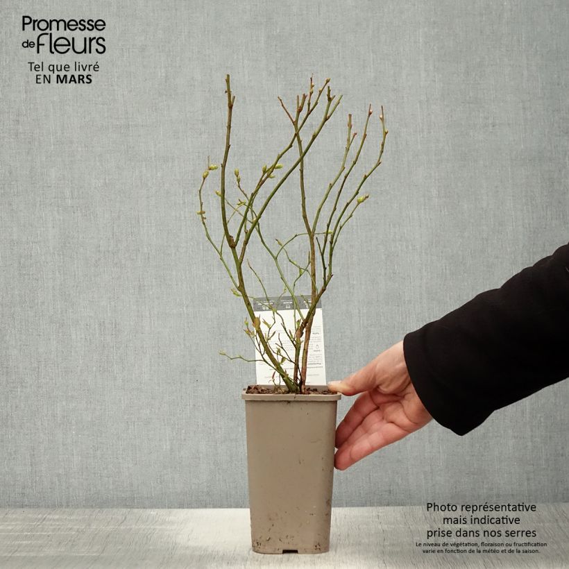 Example of Myrtillier Hortblue Poppins Pot de 1,5L/2L, Buisson as you get in printemps