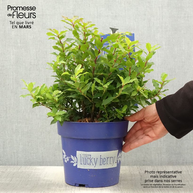Example of Myrtillier nain Lucky Berry - Vaccinium corymbosum Pot de 4L/5L, Touffe as you get in printemps