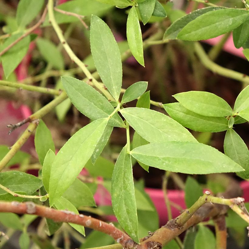 Myrtillier Pink Berry (Foliage)