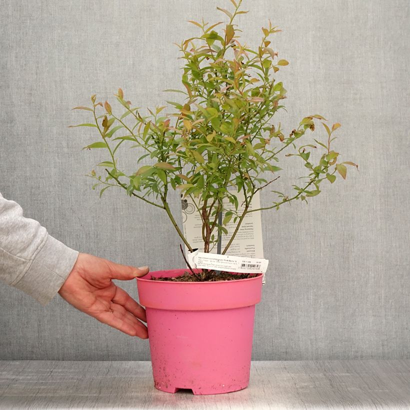 Example of Myrtillier Pink Berry Pot de 2L/3L, Touffe as you get in printemps