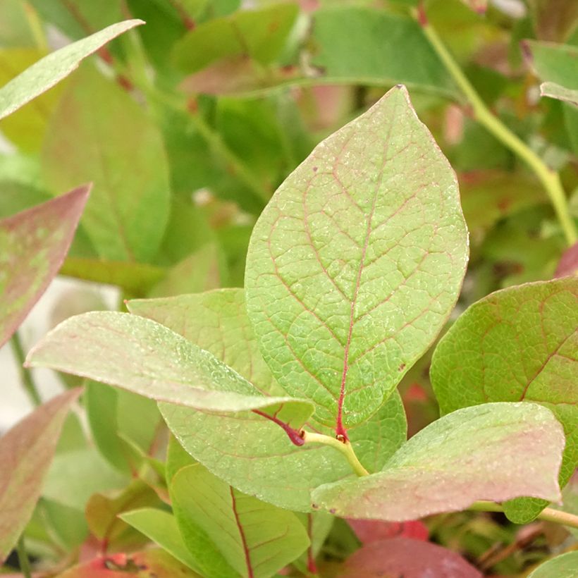 Myrtillier Pink Bonbons - Vaccinium corymbosum  (Foliage)