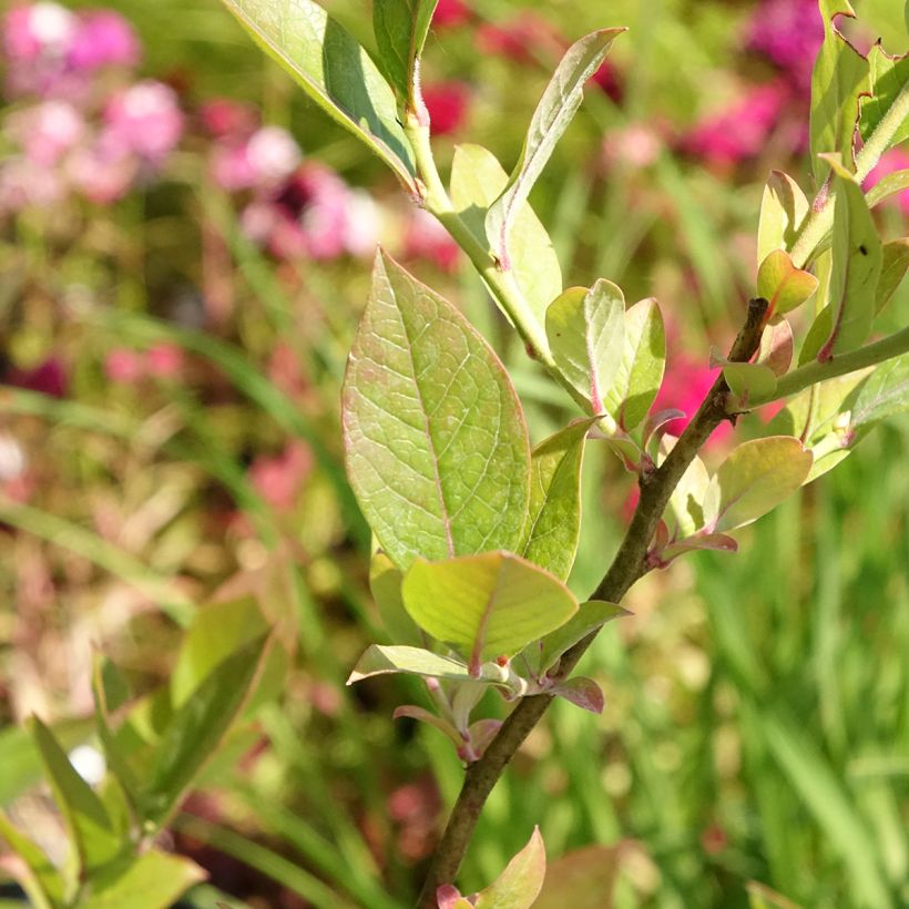 Myrtillier Reka Bio (Foliage)