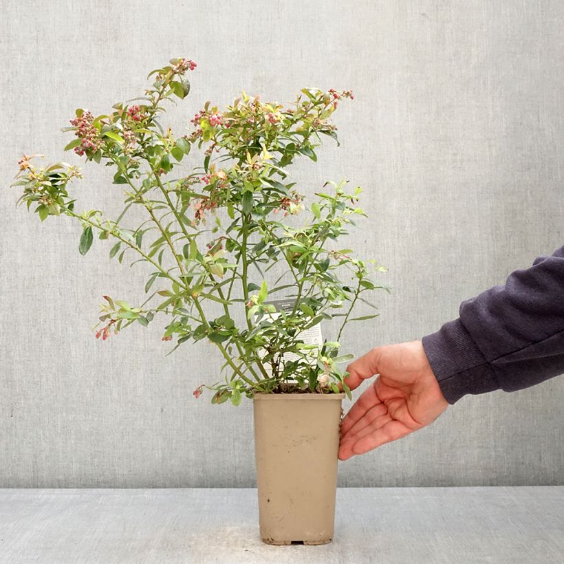 Spécimen de Myrtillier Sunshine Blue - Vaccinum corymbosum Pot de 2L/3L, Buisson tel que livré au printemps