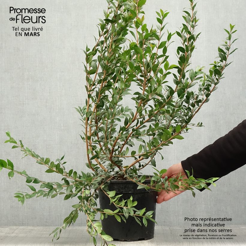Example of Myrtus communis - Myrte commun Pot de 7,5L/10L as you get in printemps