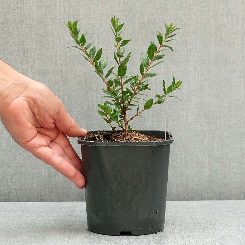 Spécimen de Myrtus communis - Myrte commun Pot de 2L/3L tel que livré en été
