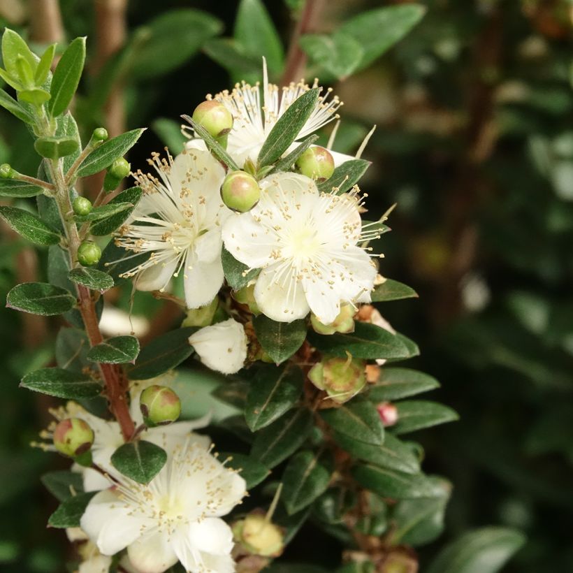 Myrtus communis Tarentina - Myrte commun  (Floraison)