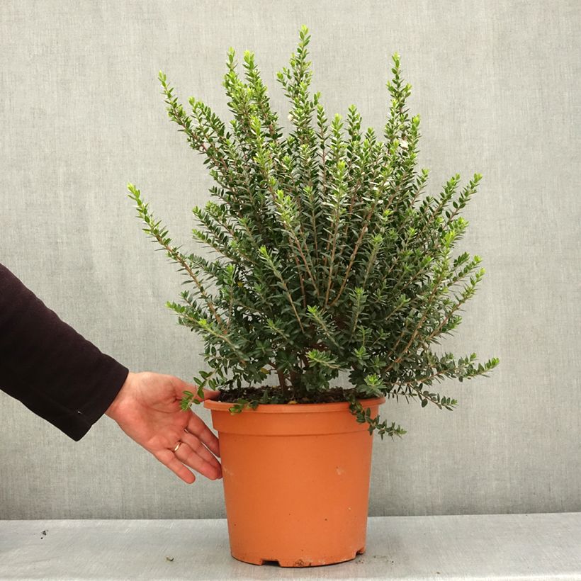 Spécimen de Myrtus communis Tarentina - Myrte commun  Pot de 7,5L/10L tel que livré au printemps