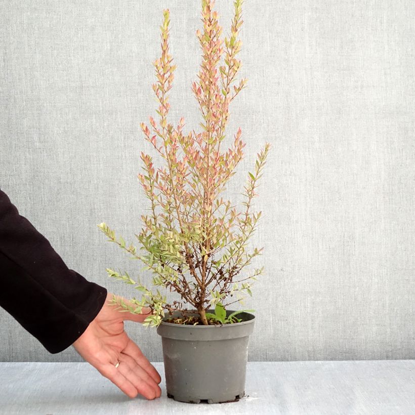Spécimen de Myrtus communis Variegata - Myrte panaché Pot de 1,5L/2L tel que livré en automne