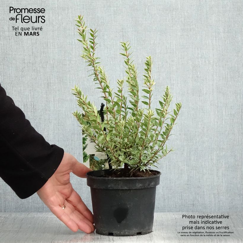 Example of Myrtus communis Variegata - Myrte panaché Pot de 1,5L/2L as you get in printemps