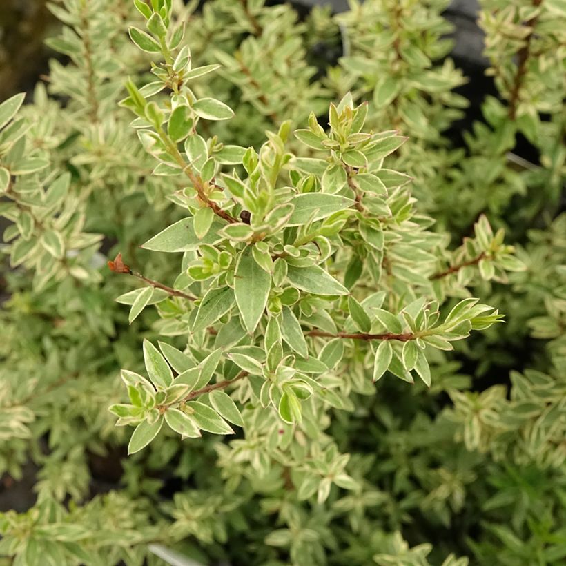 Myrtus communis Variegata - Myrte panaché (Foliage)