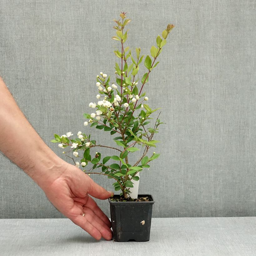 Spécimen de Myrtus luma - Myrte du Chili Godet de 8/9 cm tel que livré au printemps