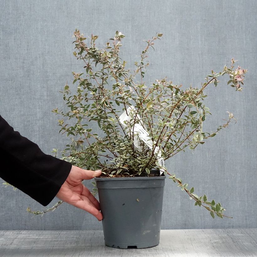 Example of Myrtus ugni Flambeau - Myrte ugni Pot de 3L/4L as you get in printemps