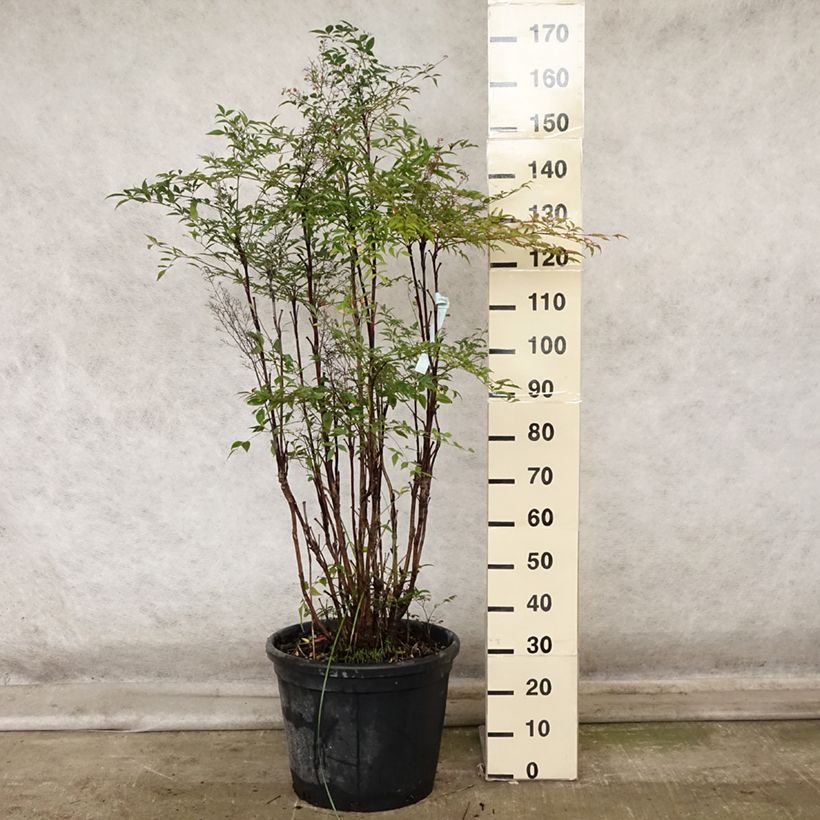 Spécimen de Nandina domestica - Bambou sacré Pot de 18L/20L tel que livré en automne