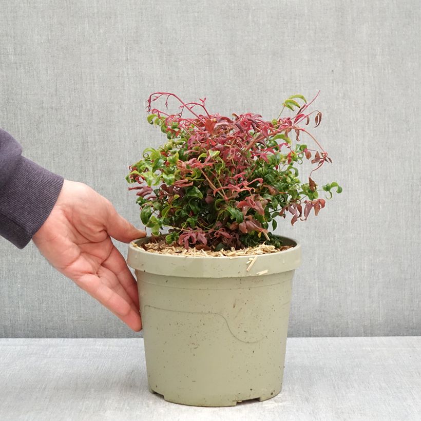 Spécimen de Nandina domestica Curly Obsessed - Bambou sacré Pot de 3L/4L tel que livré au printemps