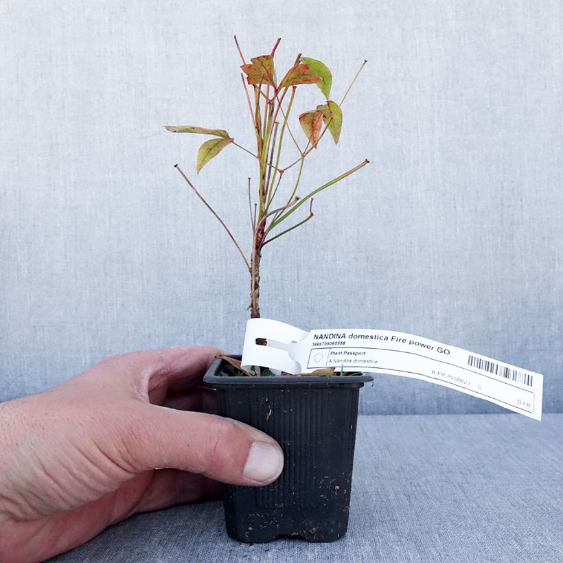 Example of Nandina domestica Fire Power - Bambou sacré  Godet de 8/9 cm as you get in printemps