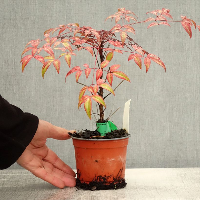 Spécimen de Nandina domestica Flirt - Bambou sacré nain Godet de 8/9 cm tel que livré en automne