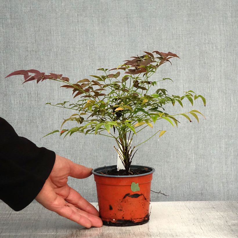 Example of Nandina domestica Flirt - Bambou sacré nain Pot de 12 cm / 13 cm as you get in printemps
