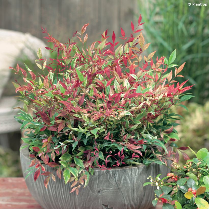 Nandina domestica Red Light - Bambou sacré nain (Plant habit)