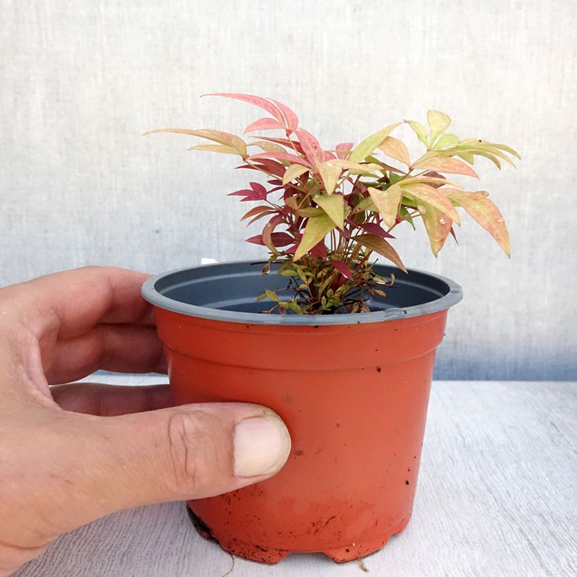 Spécimen de Nandina Obsessed Seika - Bambou sacré Godet de 8/9 cm tel que livré en été