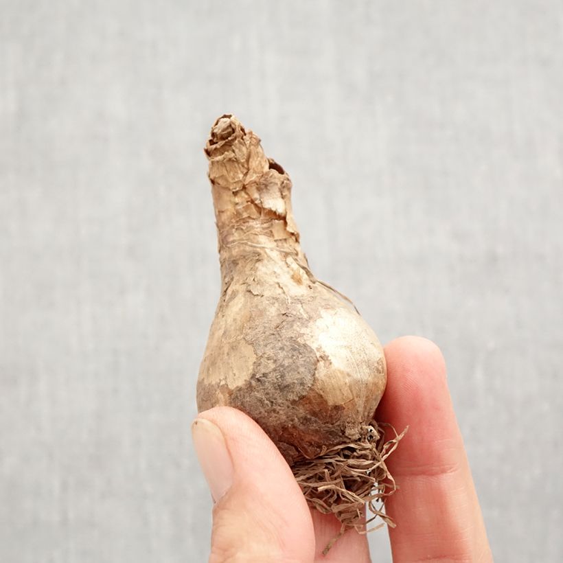 Example of Narcisse Acropolis Bulbe calibre 12+ as you get in automne