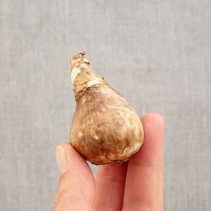 Spécimen de Narcisse Avalanche Bulbe calibre 14+ tel que livré en automne