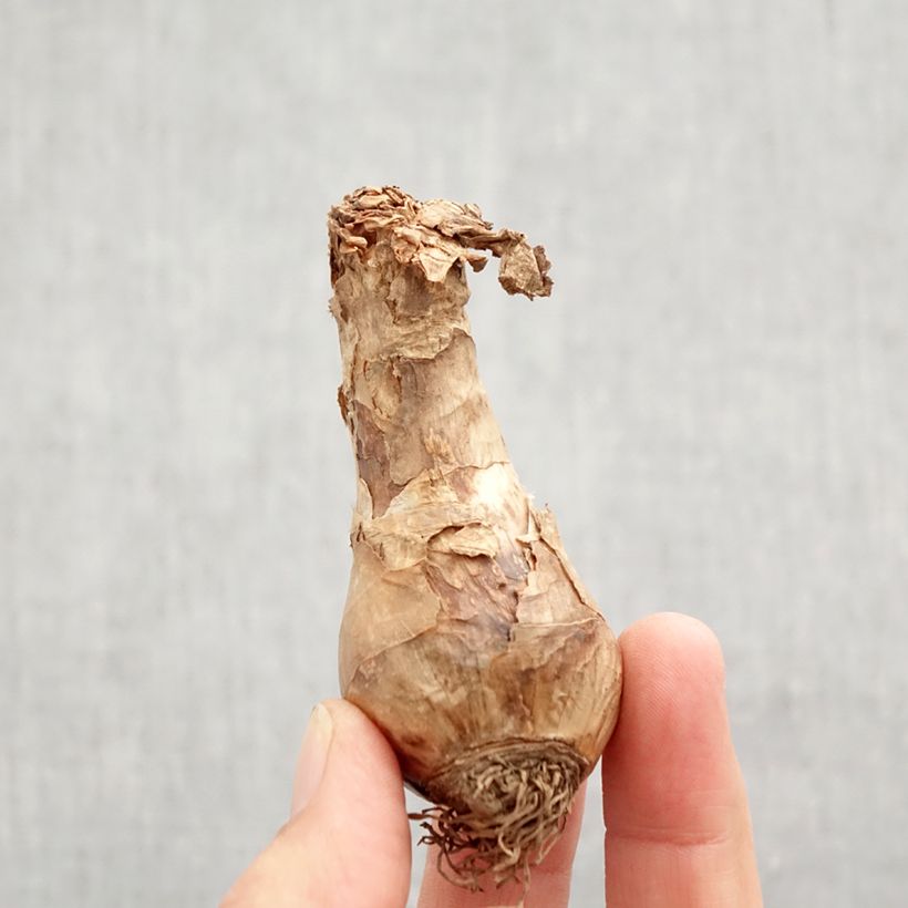 Spécimen de Narcisse Bella Estrella Bulbe calibre 12+ tel que livré en automne