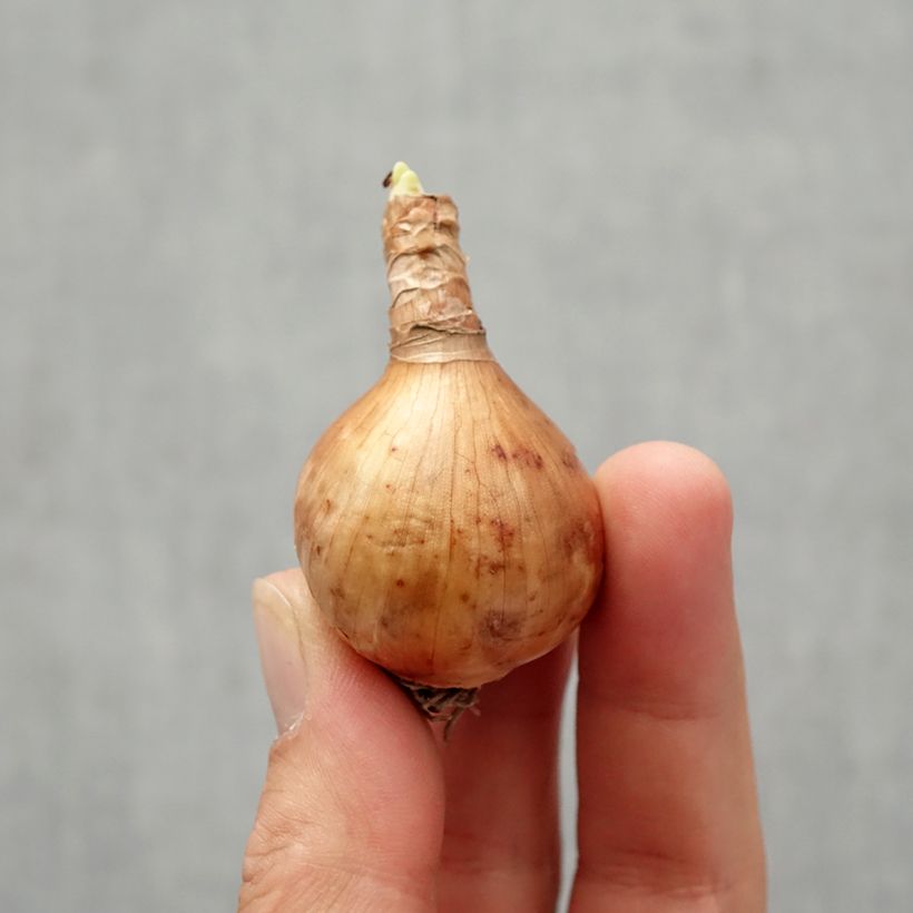 Example of Narcisse Blushing Lady Bulbe calibre 10/12 as you get in automne