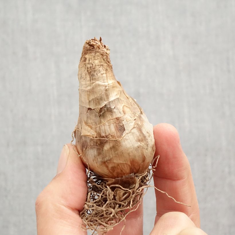 Spécimen de Narcisse Brackenhurst Bulbe calibre 12+ tel que livré en automne