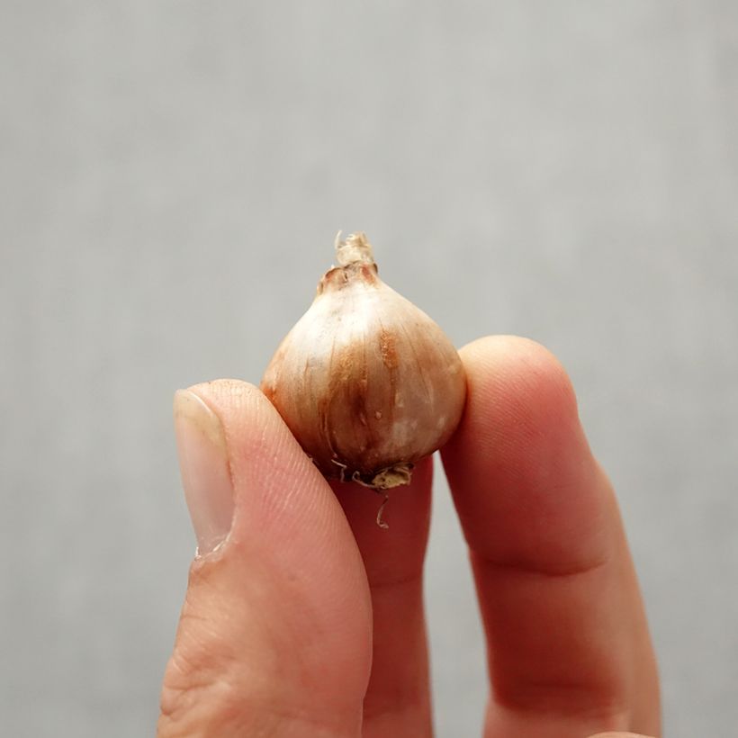 Example of Narcisse bulbocodium Golden Bells Bulbe calibre 6+ as you get in automne