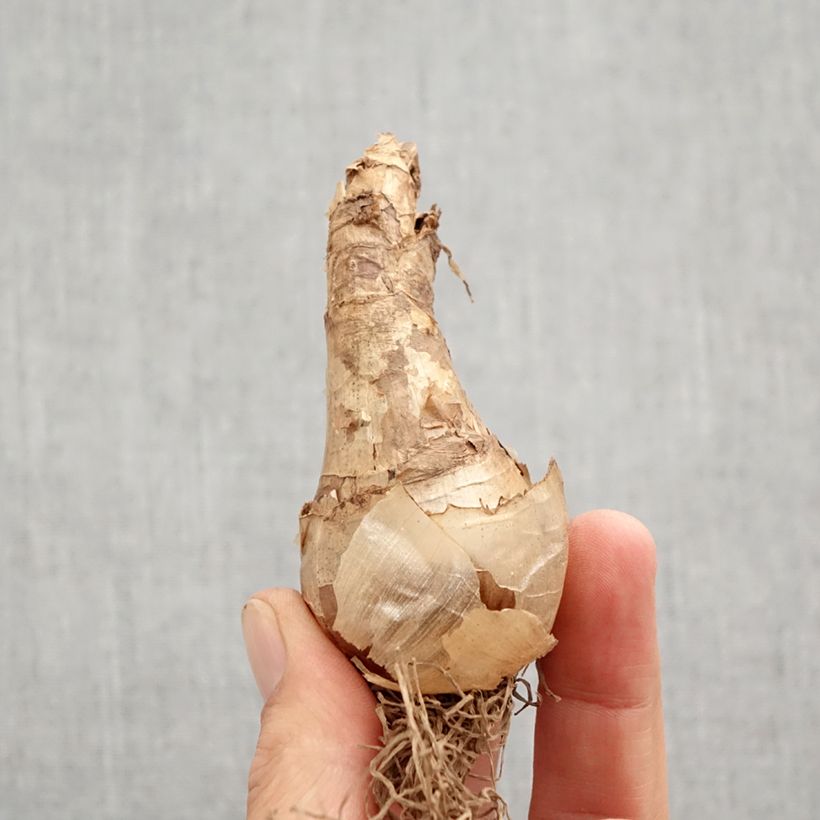 Example of Narcisse Cassata Bulbe calibre 12+ as you get in automne