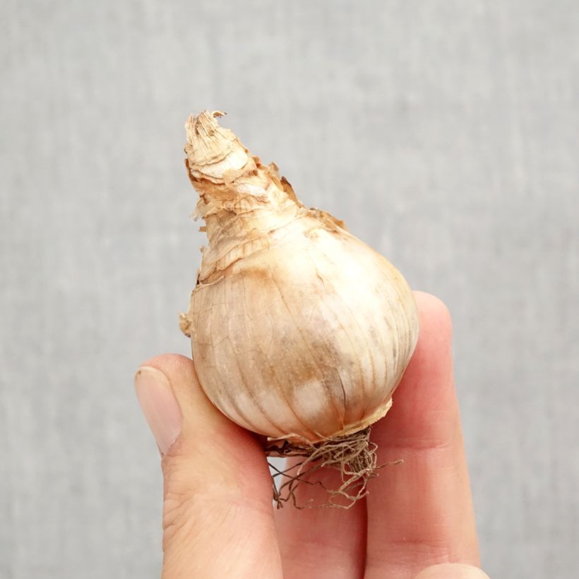 Spécimen de Narcisse Copper Queen Bulbe calibre 12+ tel que livré en automne