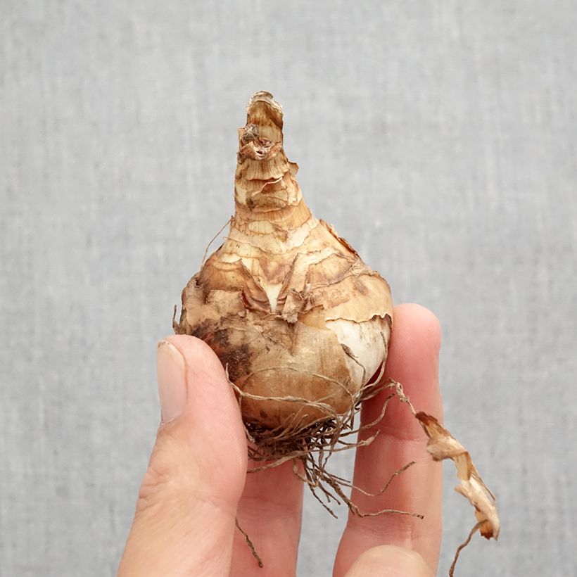 Example of Narcisse Double Beauty Bulbe calibre 12 as you get in automne