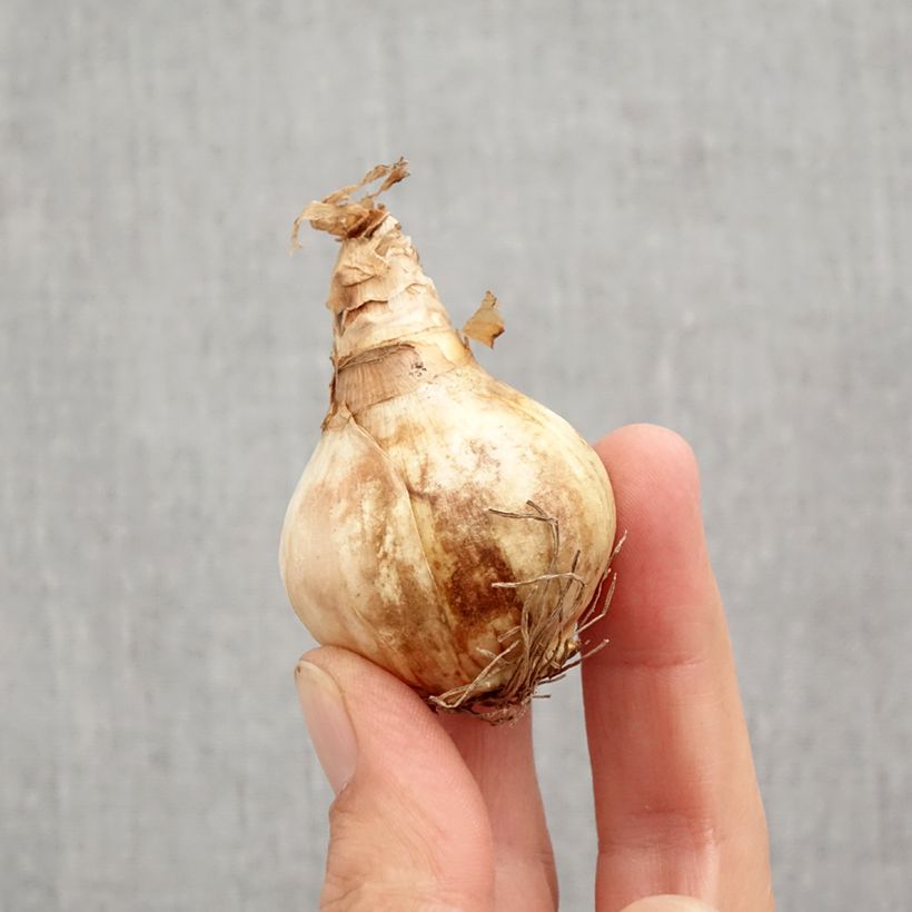 Example of Narcisse Dreamlight Bulbe calibre 12+ as you get in automne