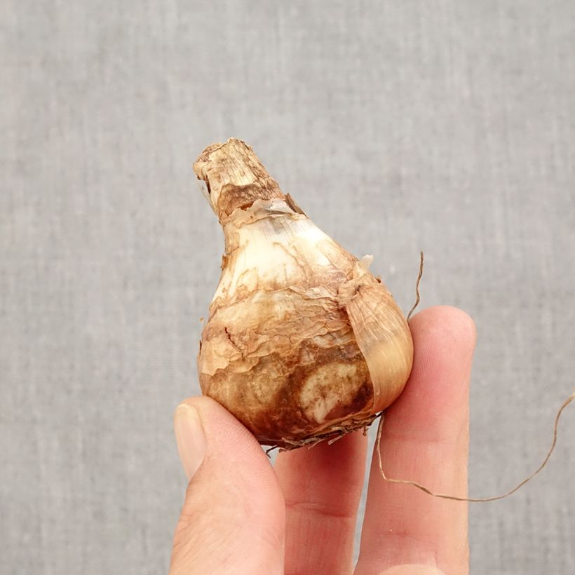 Example of Narcisse Early sensation Bulbe calibre 14+ as you get in automne