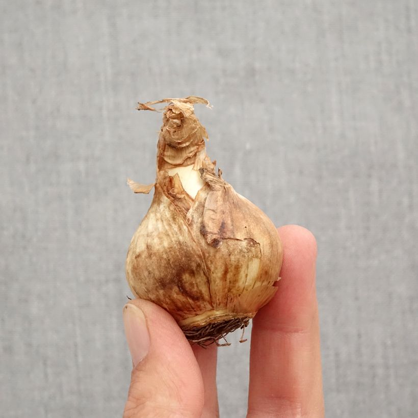 Spécimen de Narcisse Edna Earl Bulbe calibre 12+ tel que livré en automne