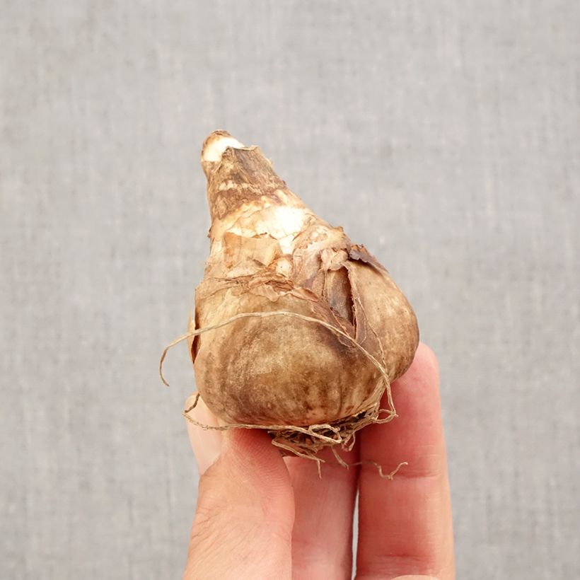 Spécimen de Narcisse February Gold Bulbe calibre 14+ tel que livré en automne