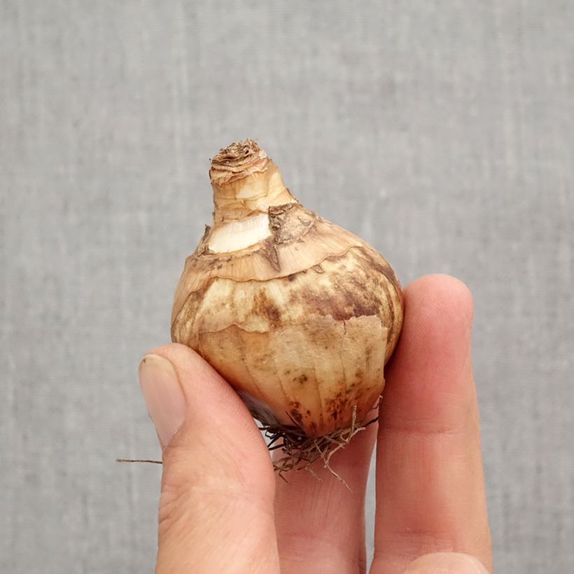 Spécimen de Narcisse Flower Record Bulbe calibre 12+ tel que livré en automne